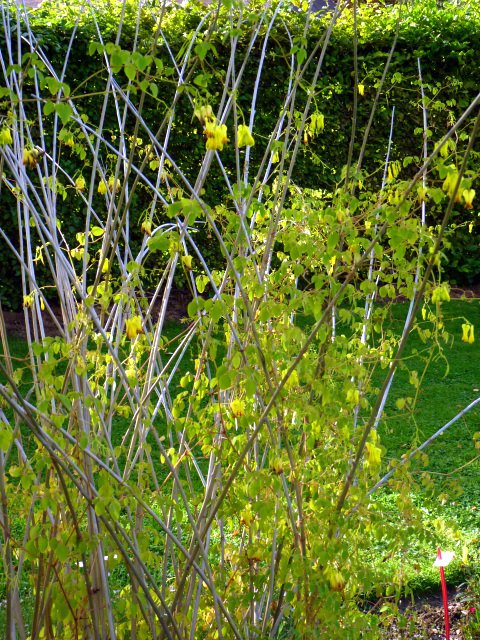 Dicentra scandens